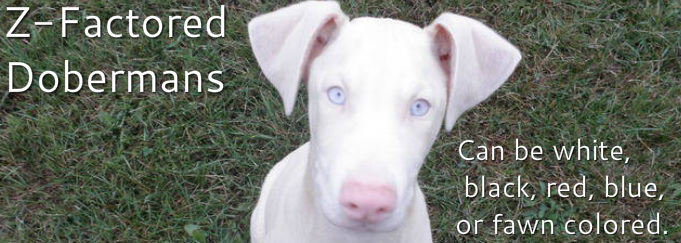 white doberman puppy